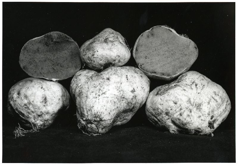 Rhizopogon pinyonensis var. pinyonensis image