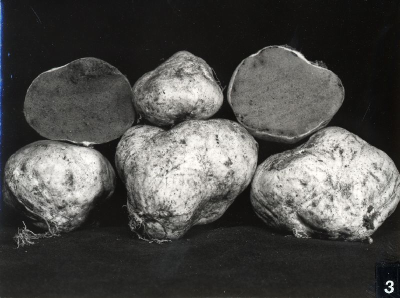 Rhizopogon pinyonensis image