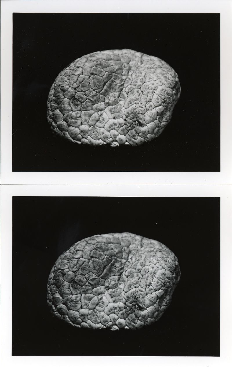 Secotium gueinzii image