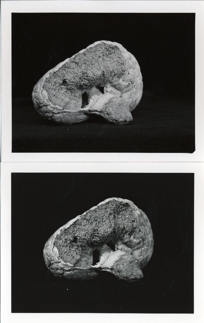 Secotium gueinzii image