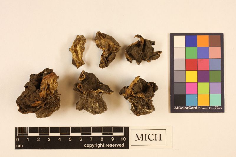 Discina apiculatula image
