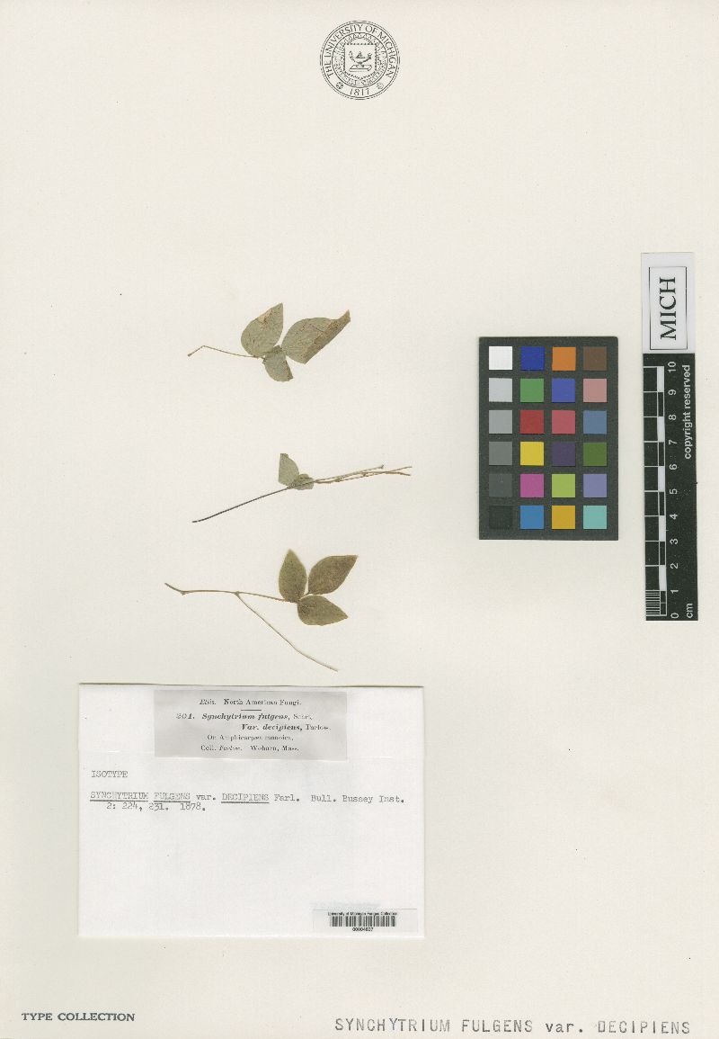 Synchytrium fulgens var. decipiens image