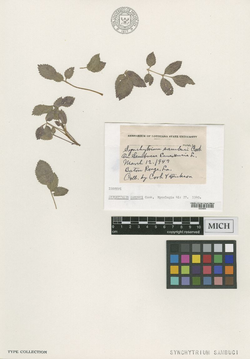 Synchytrium sambuci image