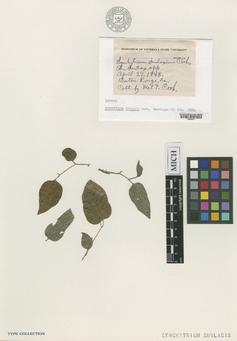 Synchytrium smilacis image