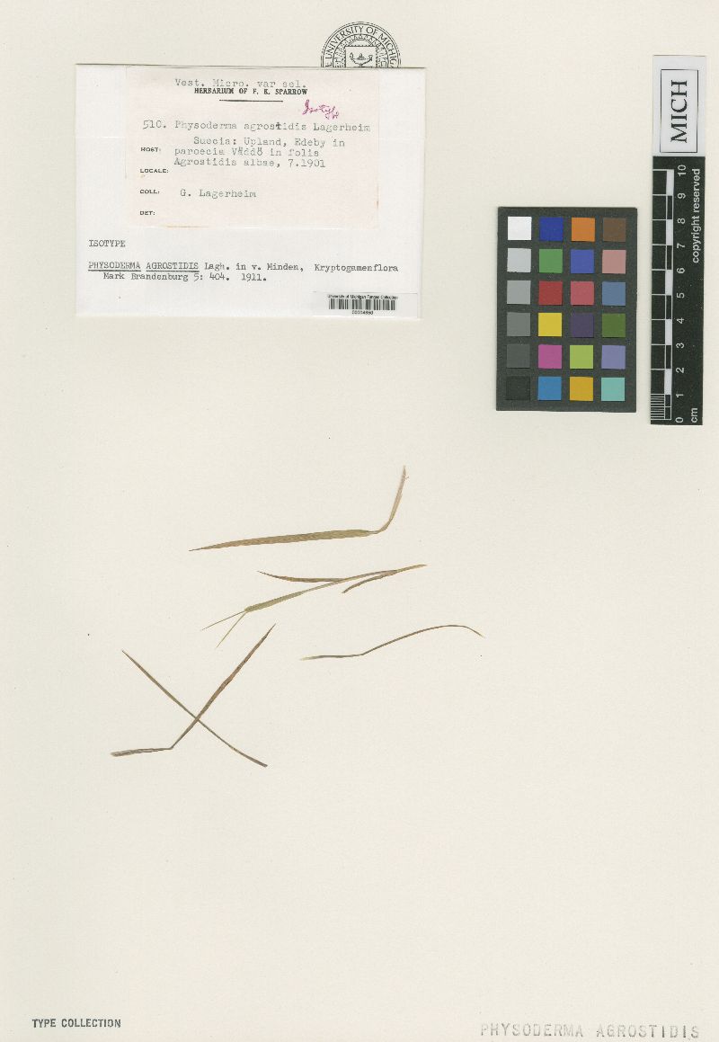 Physoderma agrostidis image