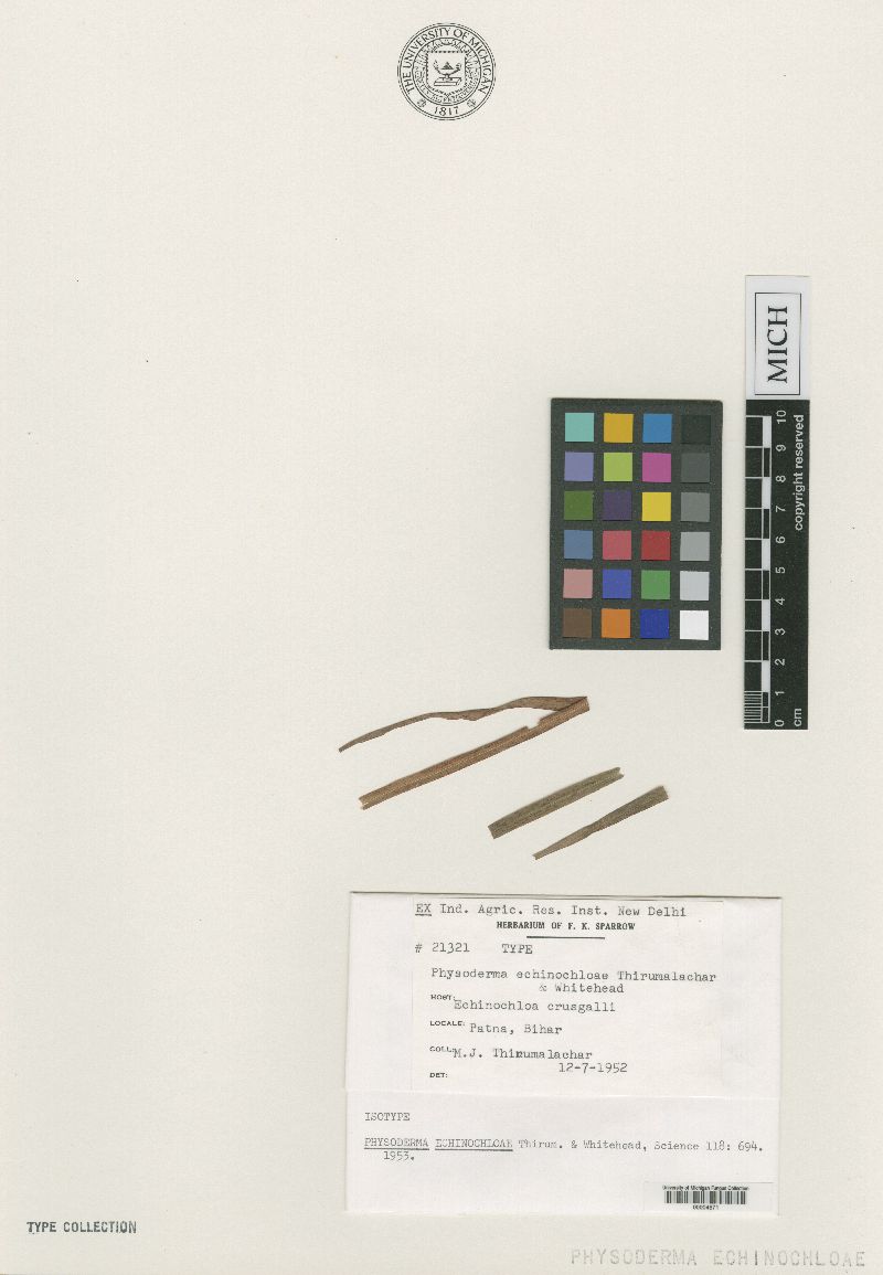 Physoderma echinochloae image