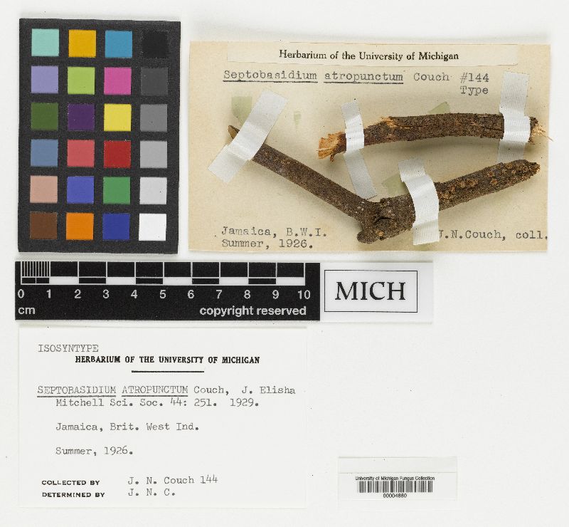 Septobasidium atropunctum image