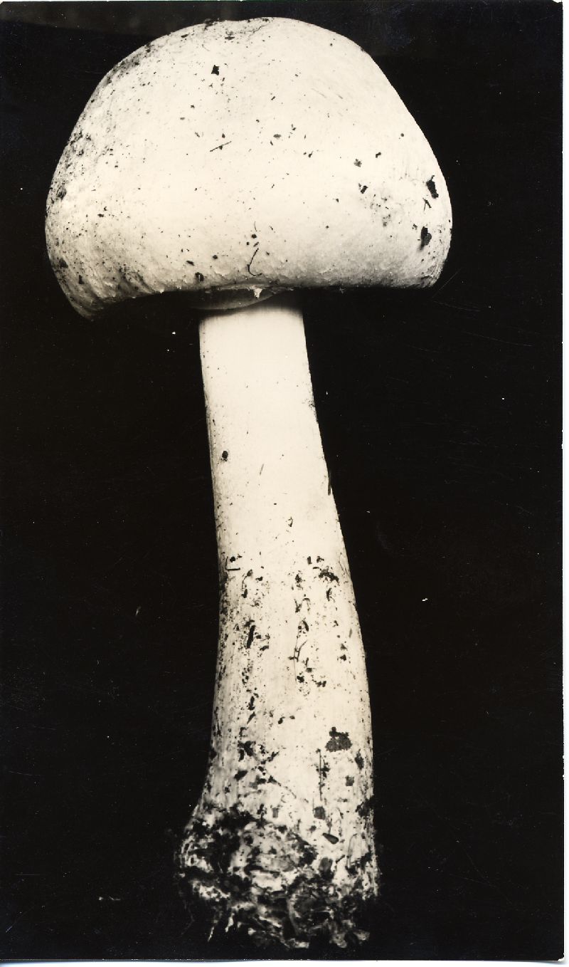 Agaricus arvensis var. palustris image