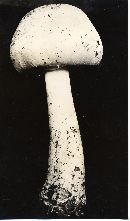 Agaricus arvensis var. palustris image