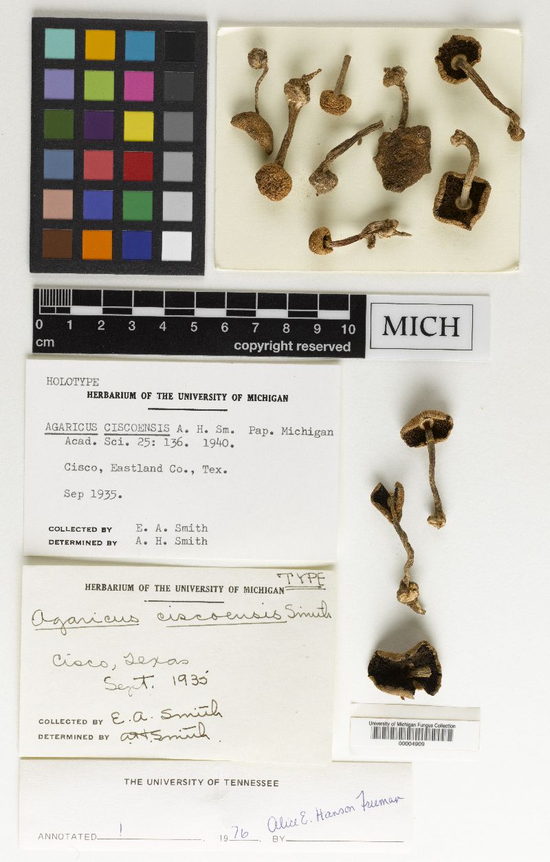 Agaricus ciscoensis image