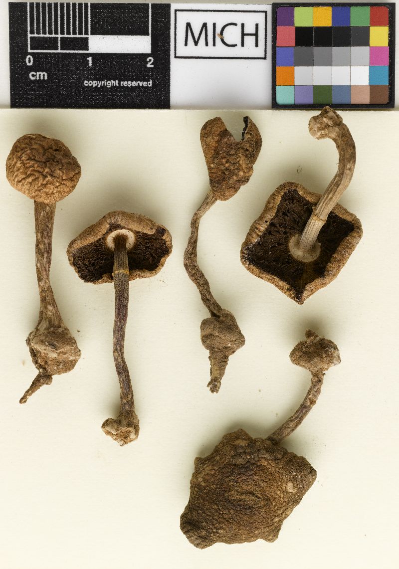 Agaricus ciscoensis image