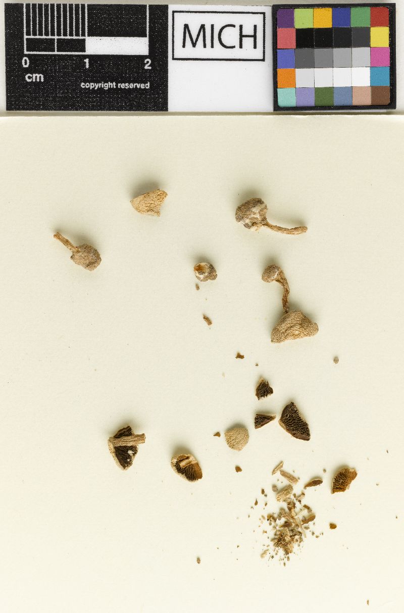 Agaricus eastlandensis image