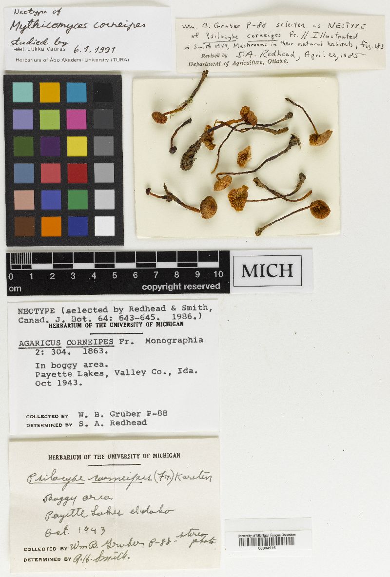 Mythicomyces corneipes image