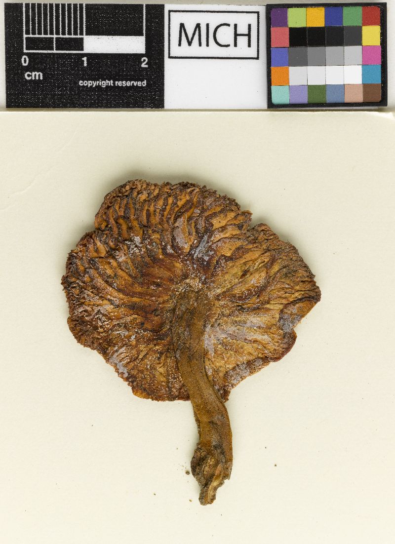 Agaricus hapalopus image