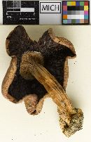 Agaricus lilaceps image