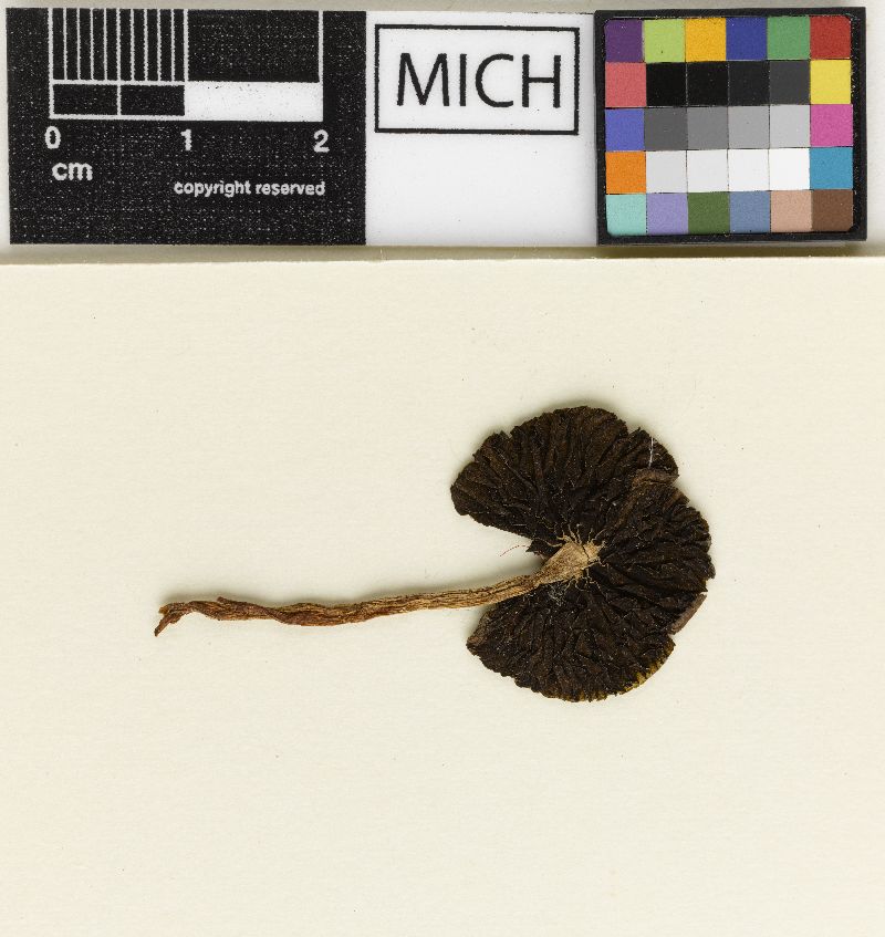 Agaricus odoratus image