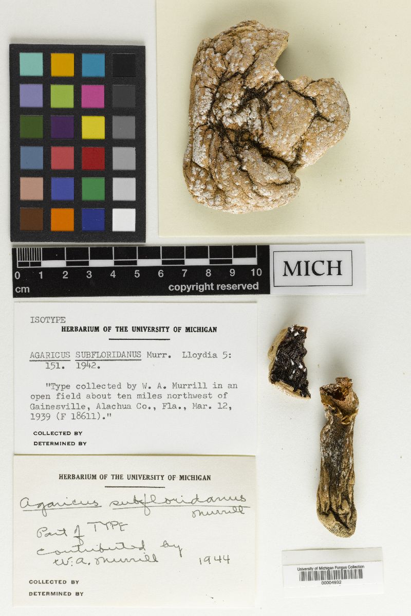 Agaricus subfloridanus image
