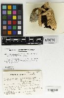 Agaricus subplacomyces image