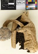 Agaricus subplacomyces image