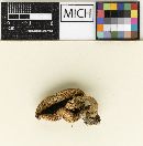Agaricus subplacomyces image