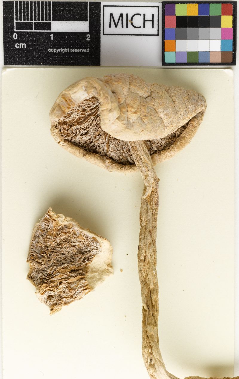 Amanita alba image