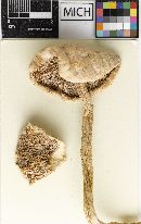 Amanita alba image