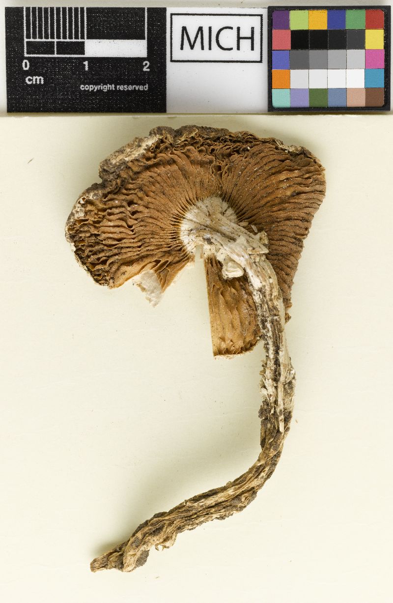 Amanita lilloi image