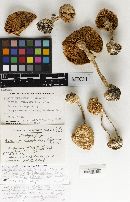 Amanita brunnescens f. straminea image