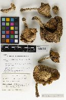 Amanita silvifuga image