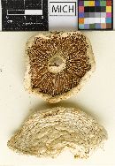 Amanita smithiana image