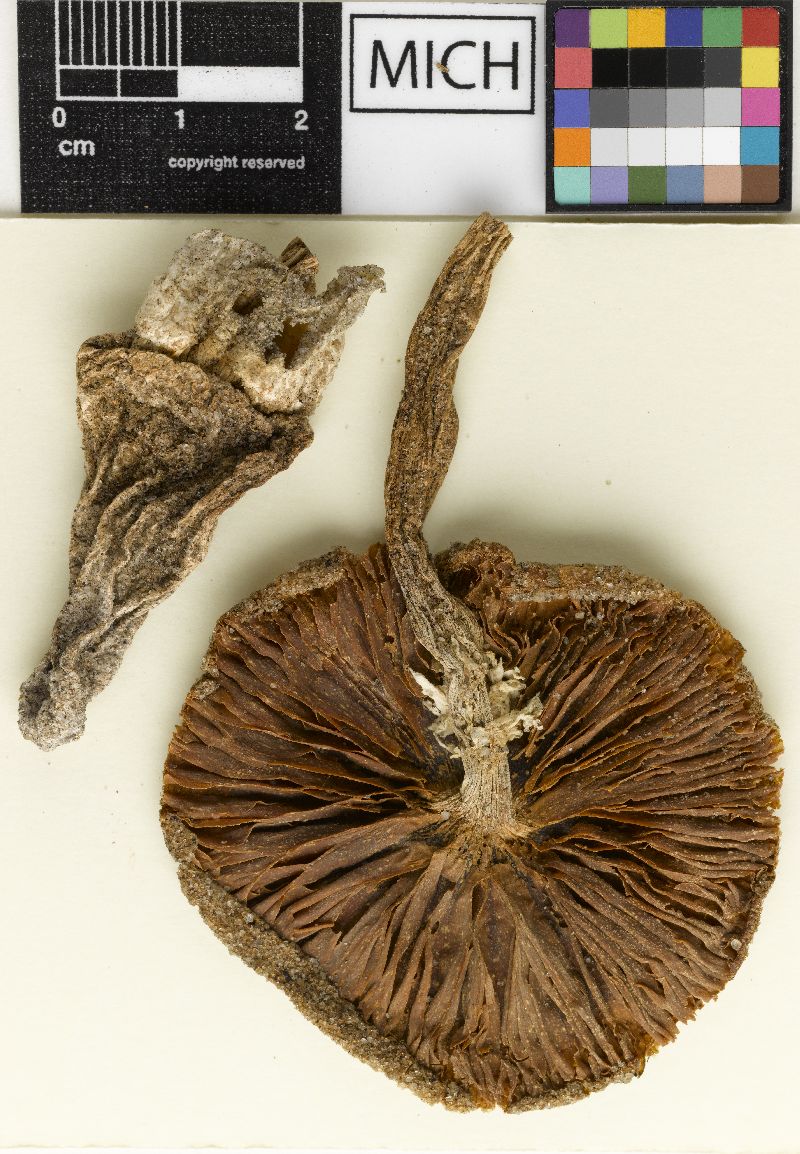Amanita cylindrispora image