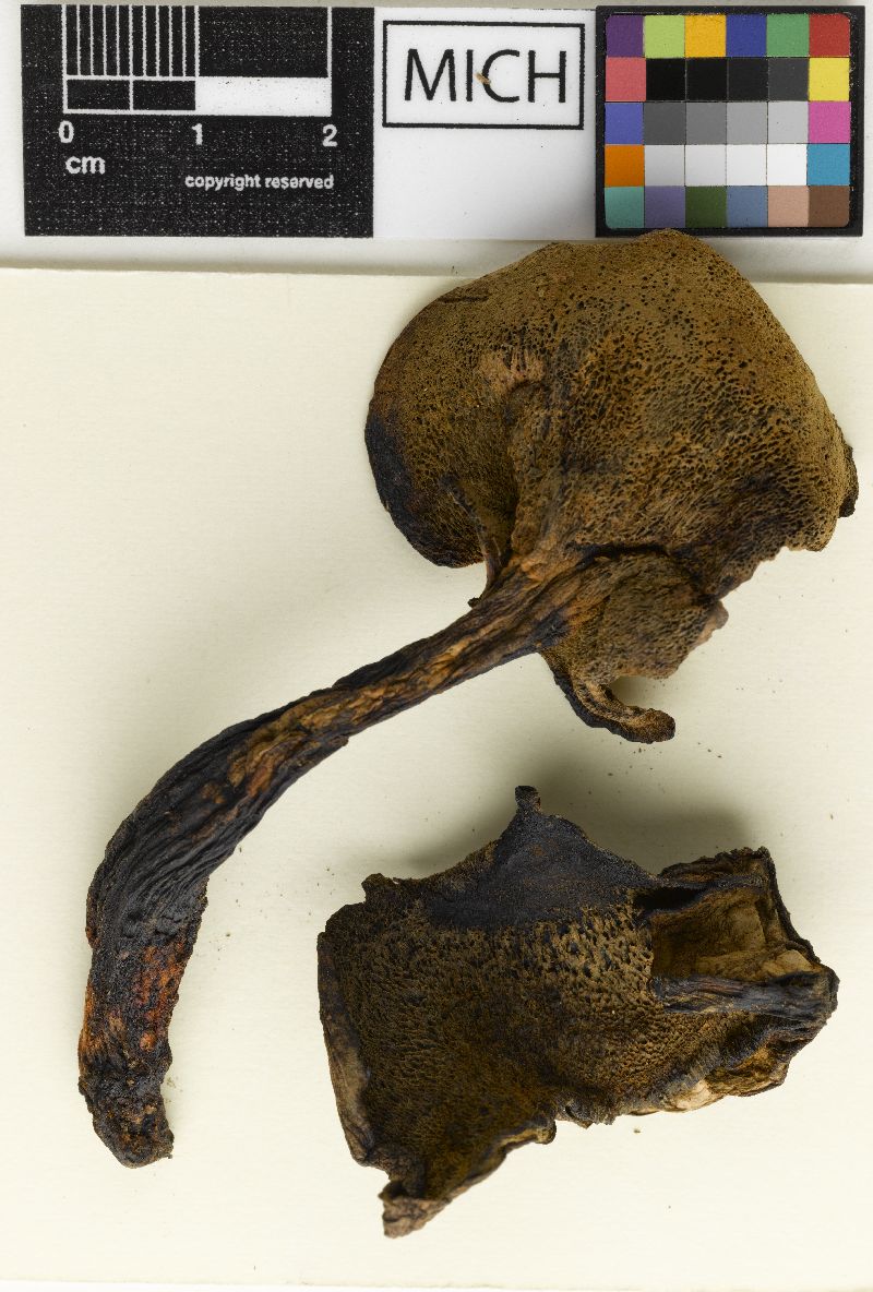Albatrellus avellaneus image