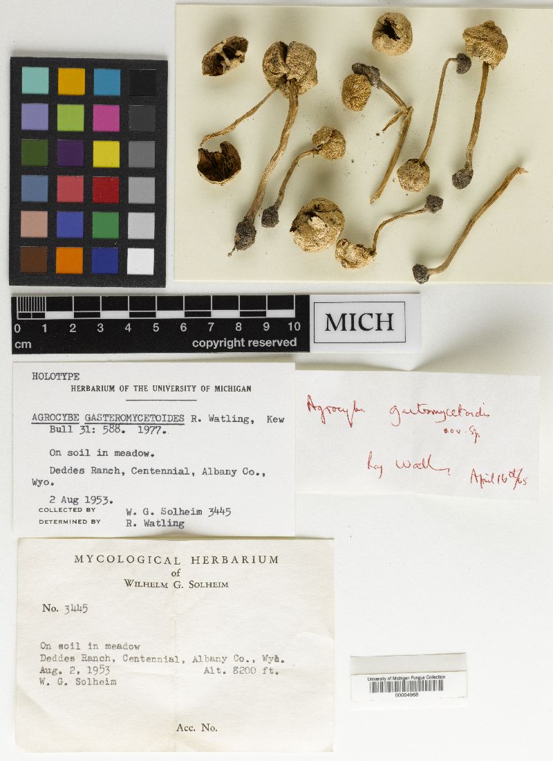 Agrocybe gasteromycetoides image