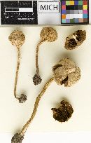 Image of Agrocybe gasteromycetoides