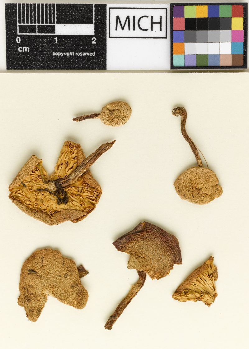 Armillaria granulosoides image
