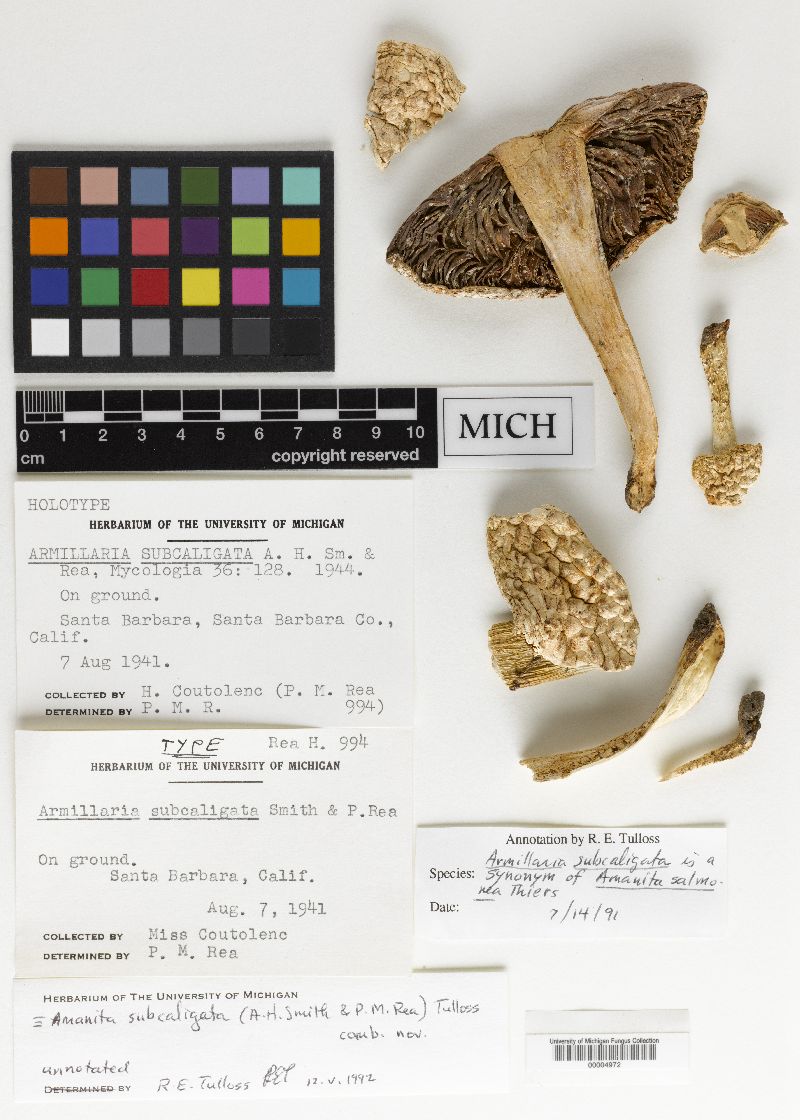 Amanita subcaligata image