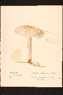 Image of Armillaria subcaligata
