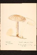 Amanita subcaligata image