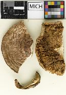 Armillaria caligata var. glaucescens image