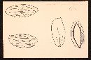 Boletellus pseudochrysenteroides image