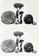 Boletellus pseudochrysenteroides image