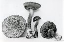 Boletellus pseudochrysenteroides image