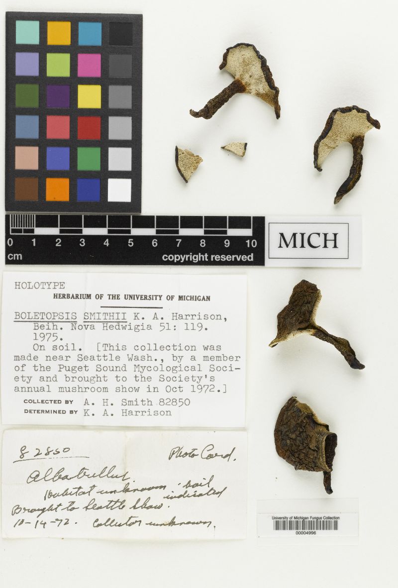Boletopsis smithii image