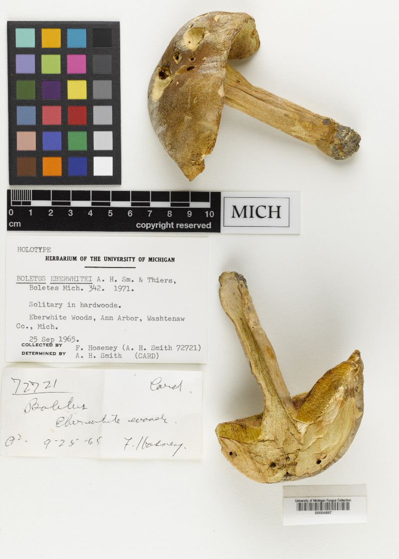 Boletus eberwhitei image