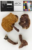 Boletus castaneus f. purpurinus image