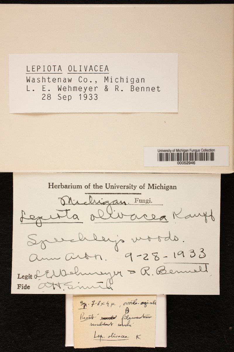 Lepiota olivacea image