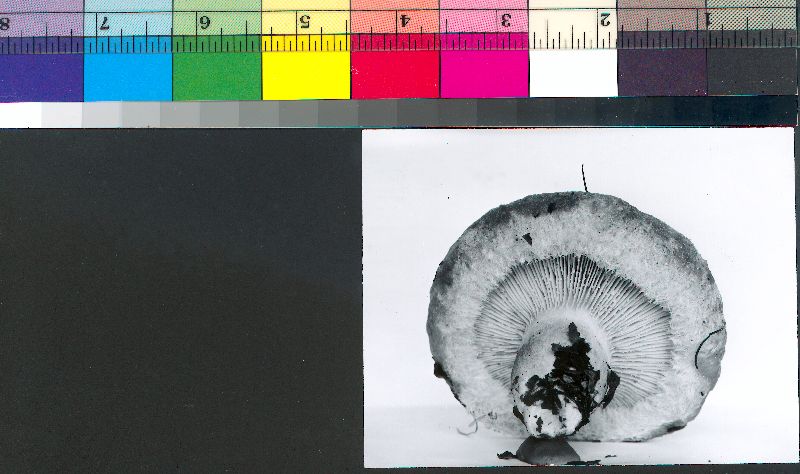 Lactarius nordmanensis image