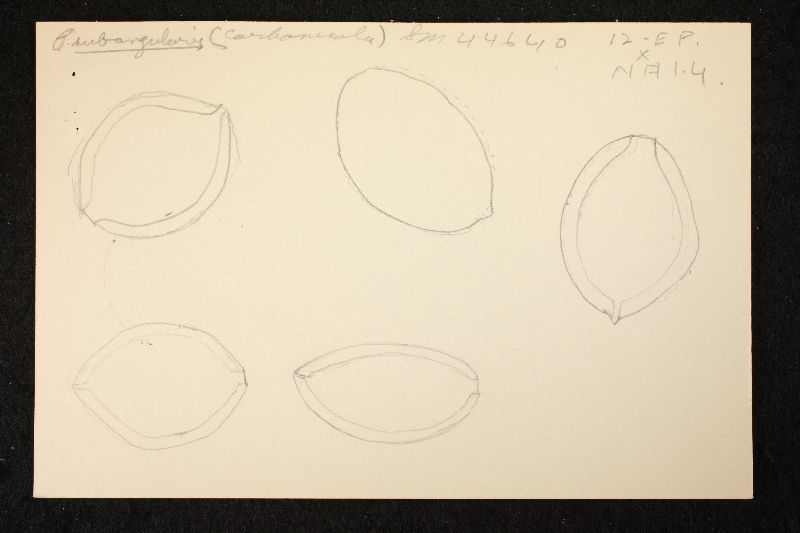 Kuehneromyces carbonicola image
