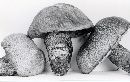 Leccinum fibrillosum image