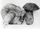 Leccinum fibrillosum image